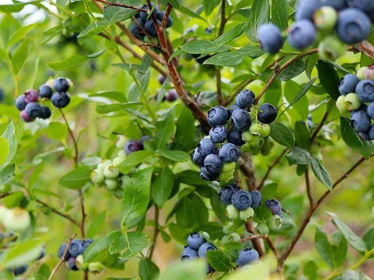 Take An Trip Having A Blueberry Farm