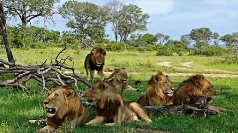 The History of the Mapogo Lions