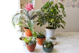 TIPS FOR CHOOSING THE BEST POTS FOR HOUSE PLANTS